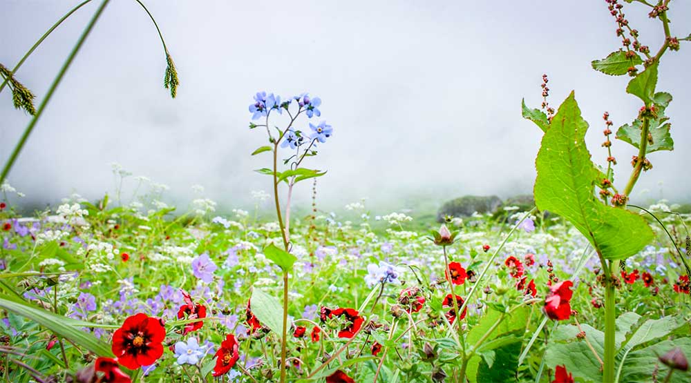 best time to visit valley of flowers